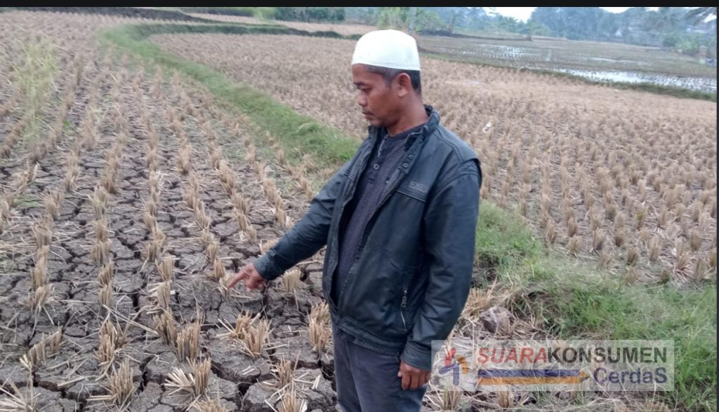 Foto : M.Barzah petani padi yang sudah 2 bulan kering sawahnya.